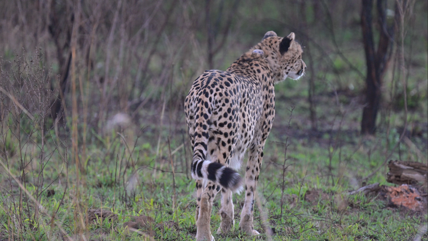 Shot at Dinokeng Game Reserve Shot at Dinokeng Game Reserve